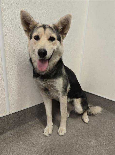 COOKIE - Siberian Husky / German Shepherd Dog available for adoption