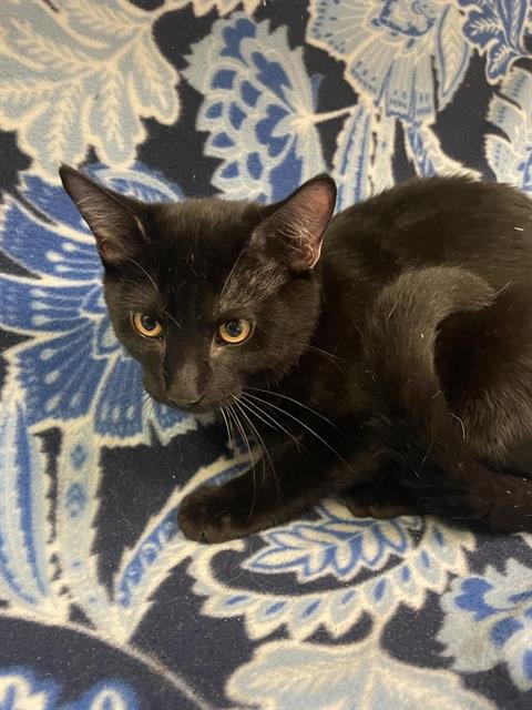 TANK - Domestic Short Hair available for adoption