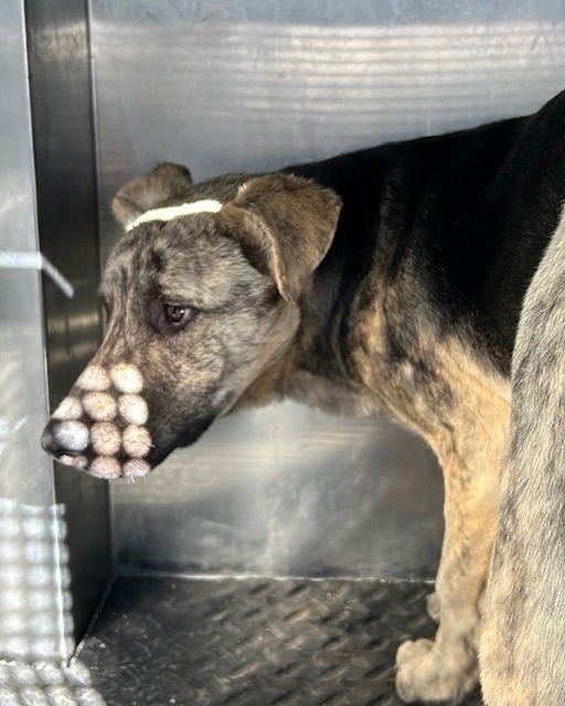 KALI - German Shepherd Dog available for adoption