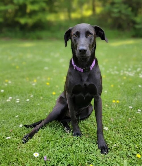BROWNIE (RESCUE ONLY) - Labrador Retriever / German Shepherd Dog available for adoption