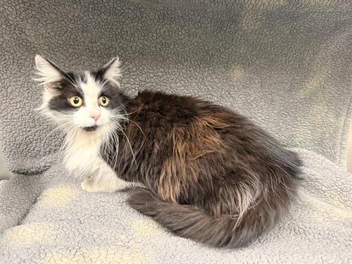 JOSSI - Domestic Long Hair available for adoption