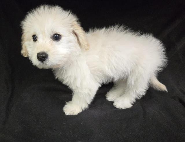 A122369 - Maltese available for adoption