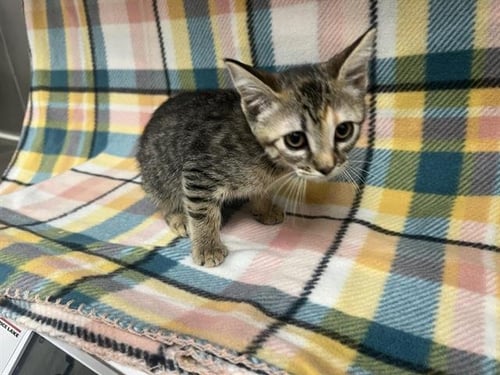 BECKY - Domestic Short Hair available for adoption