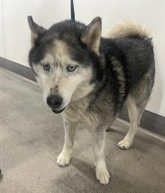 ICE - Siberian Husky available for adoption