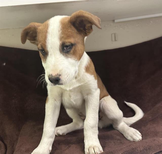 MIRABEL - German Shepherd Dog available for adoption