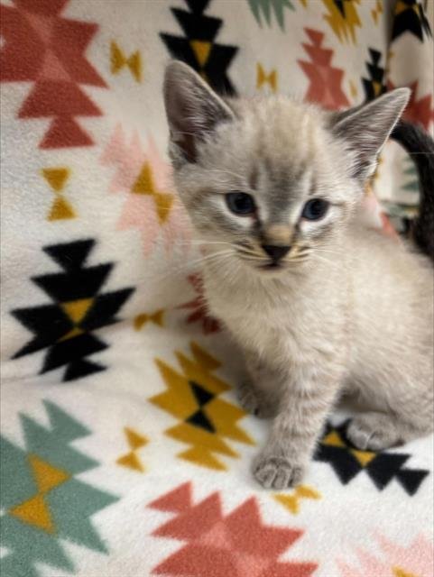 JOEL (NURSING) - Domestic Short Hair for adoption in Victorville