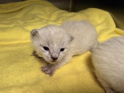 JOEL (NURSING) - Domestic Short Hair available for adoption