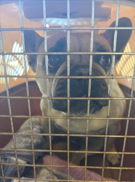 (RESCUE ONLY) DAPHNE - French Bulldog available for adoption