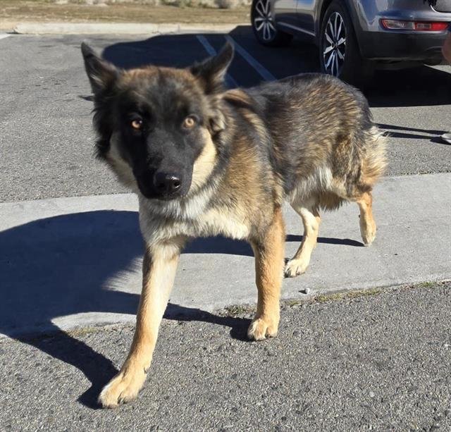 LAYLA - German Shepherd Dog available for adoption