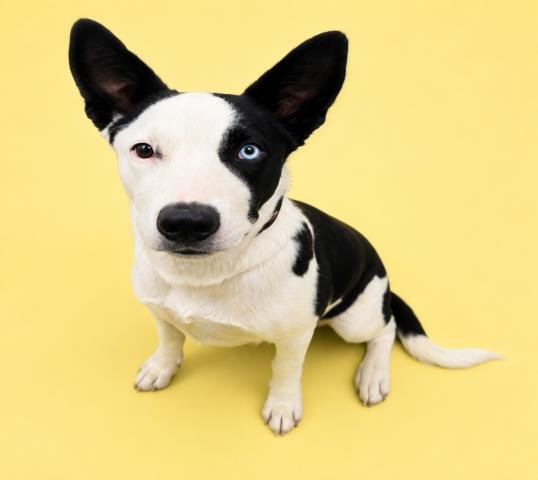 SCOUT Image