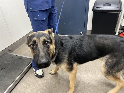 ZIGGY - German Shepherd Dog available for adoption