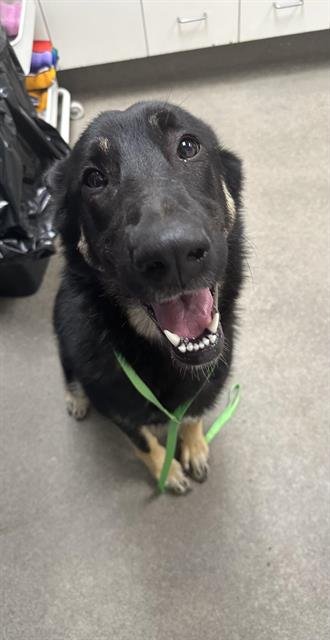 CLOVER - German Shepherd Dog available for adoption