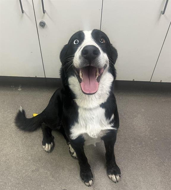 A122431 - Siberian Husky available for adoption