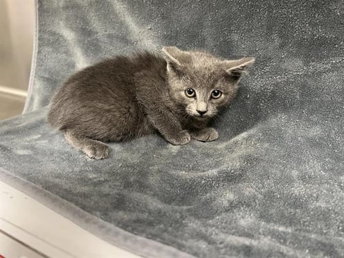 A125210 - Domestic Short Hair for adoption in Victorville