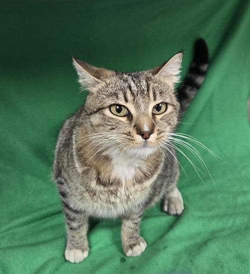 SASHA - Domestic Short Hair available for adoption