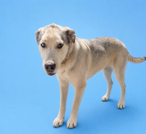 LEMONADE - Siberian Husky / Pit Bull Terrier available for adoption