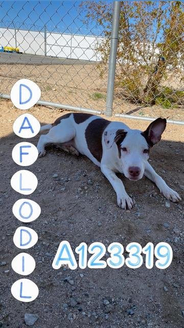 DAFFODIL - German Wirehaired Pointer available for adoption