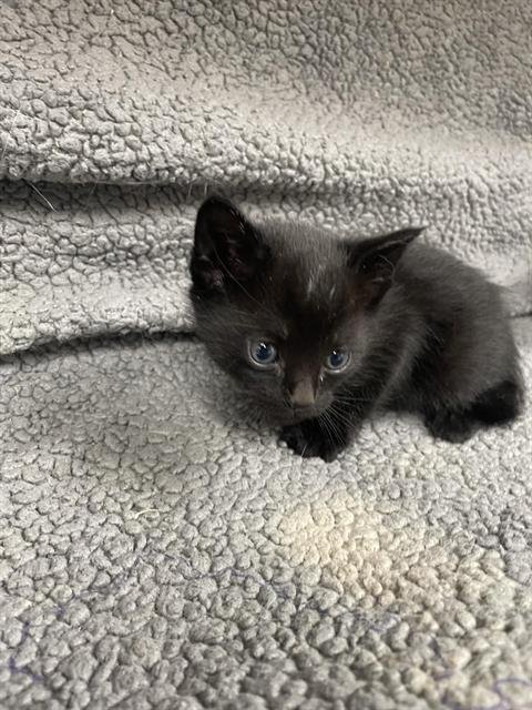 BANDIT - Domestic Short Hair available for adoption