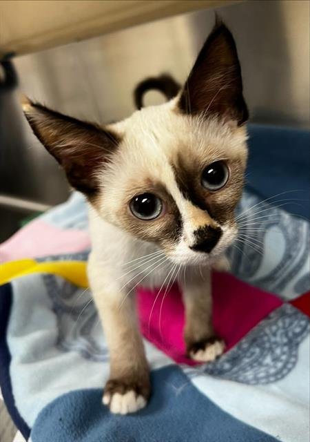 A124872