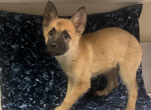 FOXY - Belgian Shepherd Malinois available for adoption