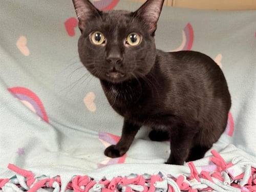JAGUAR - Domestic Short Hair available for adoption
