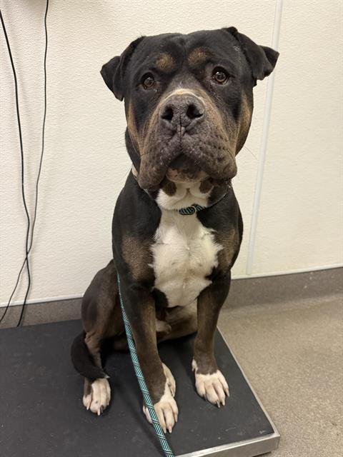 (RESCUE ONLY) SPIKE - Mastiff / American Bulldog available for adoption