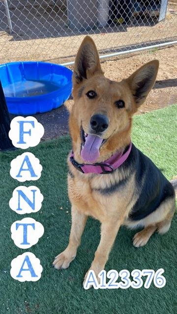 PAULIE - German Shepherd Dog available for adoption