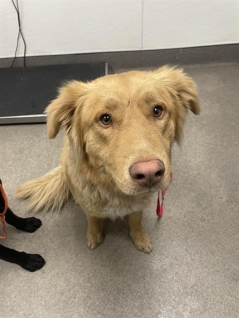 BISCUIT - Golden Retriever available for adoption