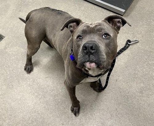 TUNGUS - Pit Bull Terrier available for adoption