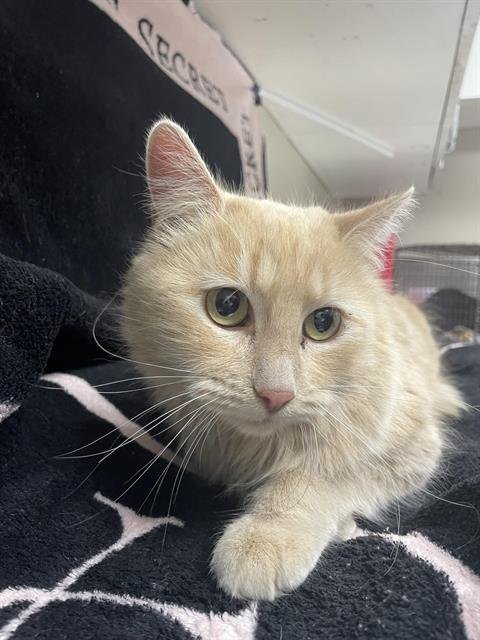 PITA THE CAT - Domestic Medium Hair available for adoption