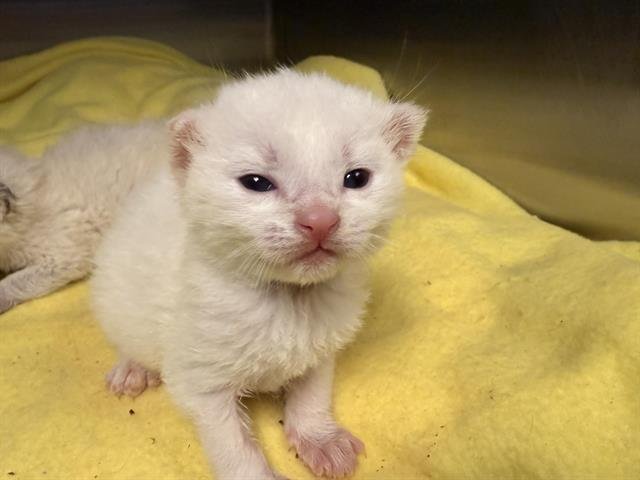 TOMMY (NURSING) Image