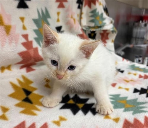 TOMMY (NURSING) - Domestic Short Hair for adoption in Victorville