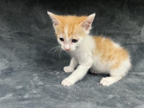 PATCHES - Domestic Short Hair available for adoption