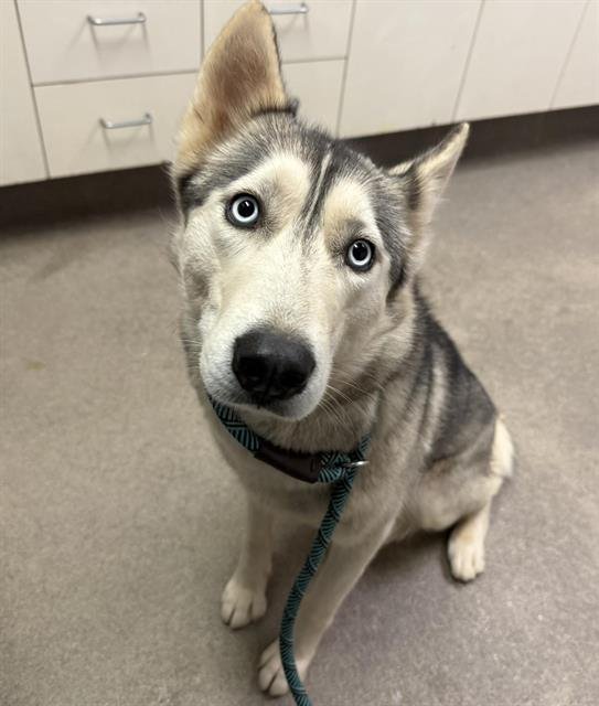 HORCHATA - Siberian Husky available for adoption