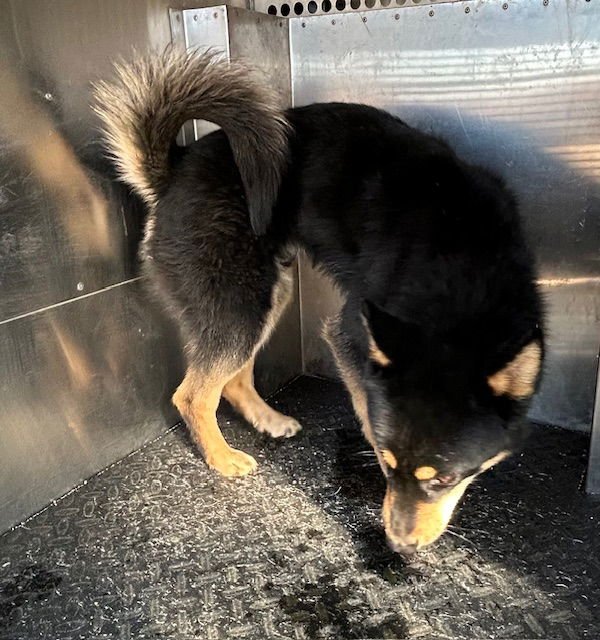 BLAKE - Shiba Inu available for adoption