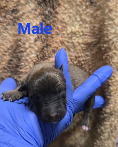 A127835 - German Shepherd Dog available for adoption