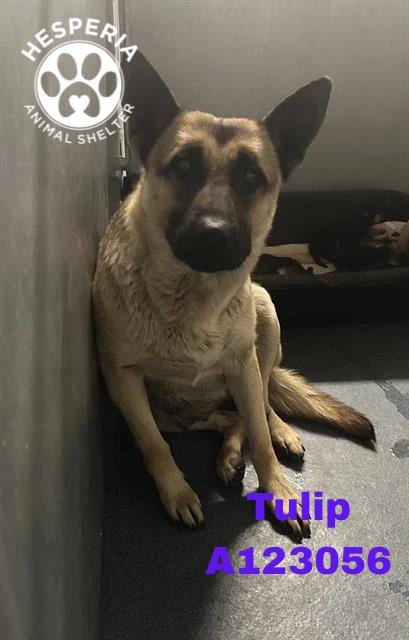 TULIP - German Shepherd Dog available for adoption
