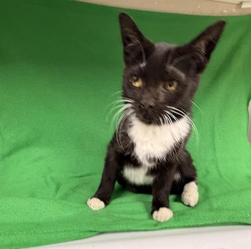 A123777 - Domestic Short Hair available for adoption