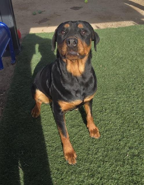 MEEKA - Rottweiler available for adoption