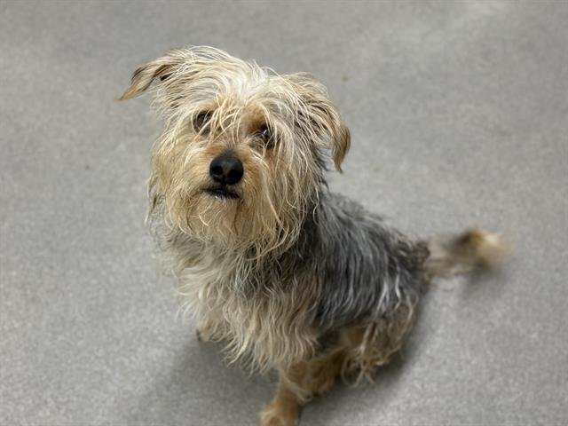 GROMIT - Yorkshire Terrier Yorkie available for adoption