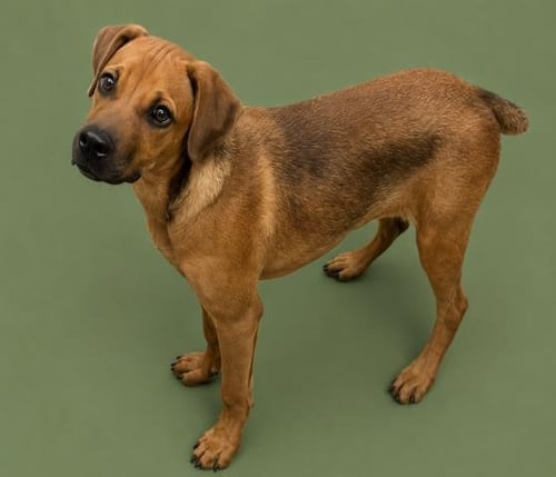 FERN - Plott Hound available for adoption