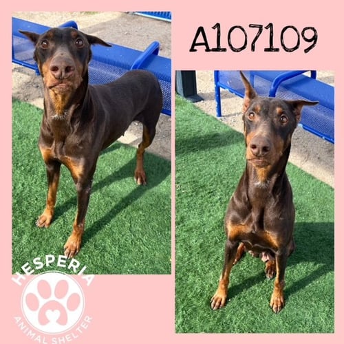 GINGER - Doberman Pinscher available for adoption