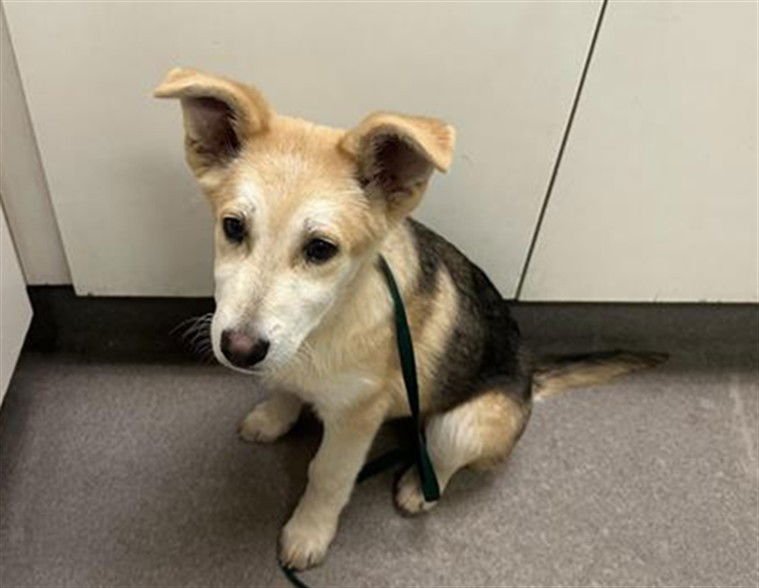 CHRISTOPHER - German Shepherd Dog / Labrador Retriever available for adoption