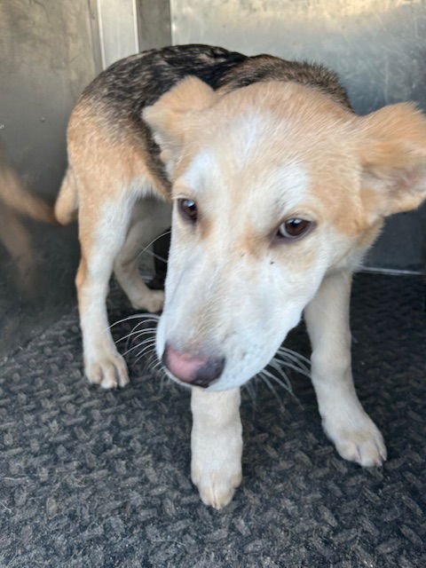 BUCKEYE - German Shepherd Dog available for adoption