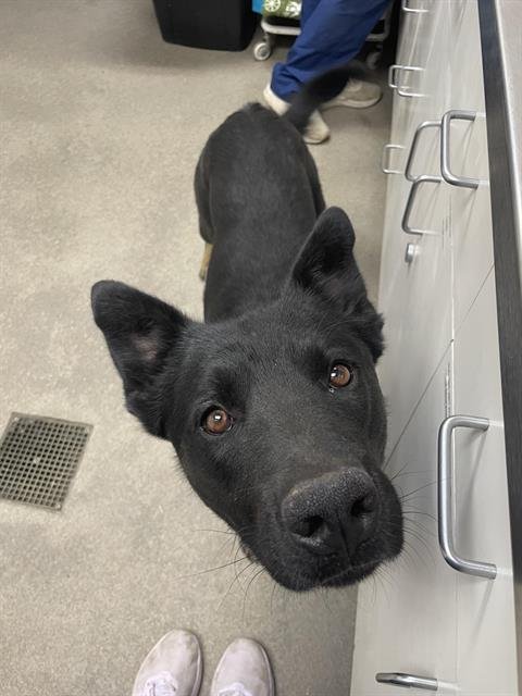 FOREST - German Shepherd Dog available for adoption