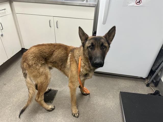 JAX - Belgian Shepherd Malinois available for adoption