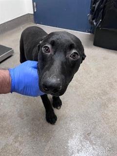 CRANBERRY - Labrador Retriever available for adoption