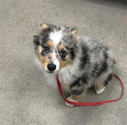 A124919 - Australian Shepherd available for adoption