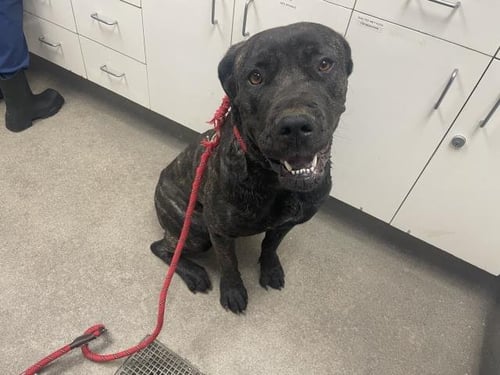 PEPPA - Cane Corso Mastiff available for adoption