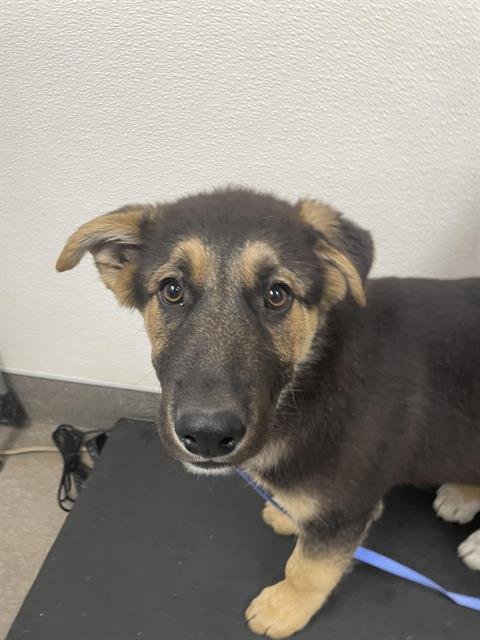 HAWAII - German Shepherd Dog available for adoption